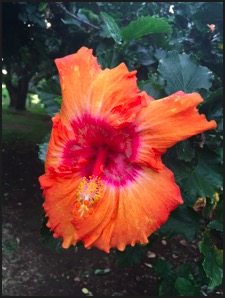Hibiscus